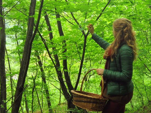 Piante da raccogliere e rimedi da fare per la stagione autunnale