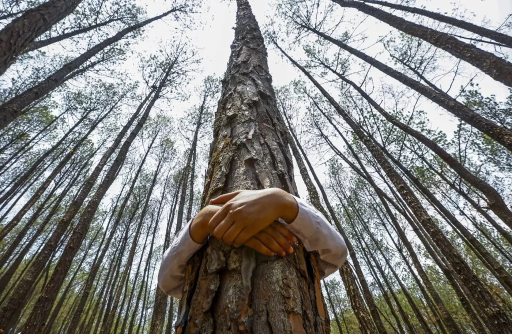 Immersione forestale (FOREST BATHING)