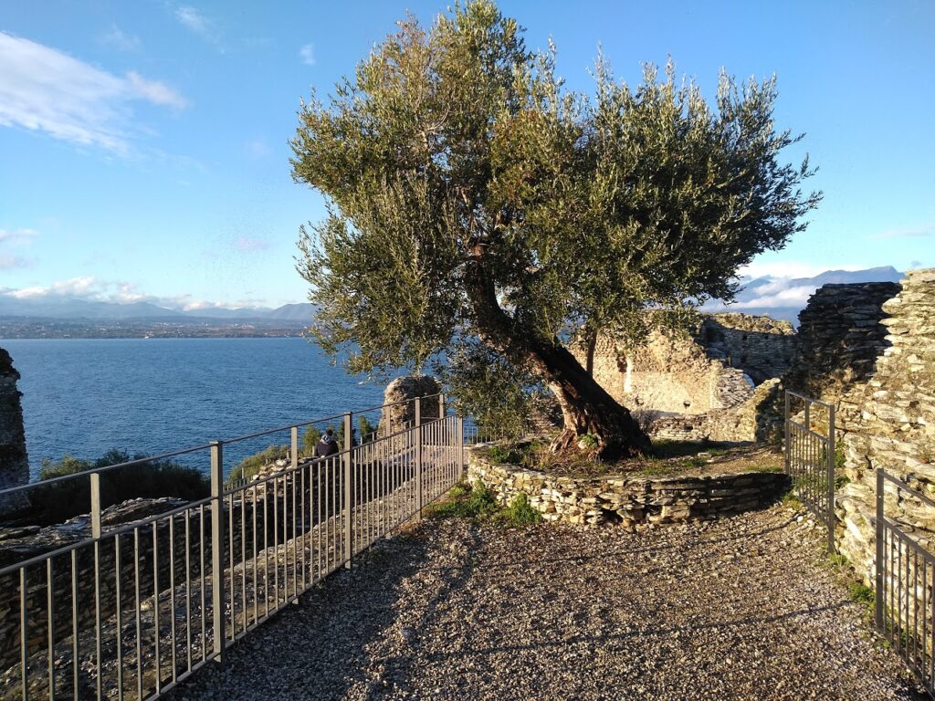 Oliveto storico Grotte di Catullo - Sirmione