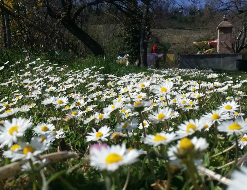 Primavera Giardino di Pimpinella